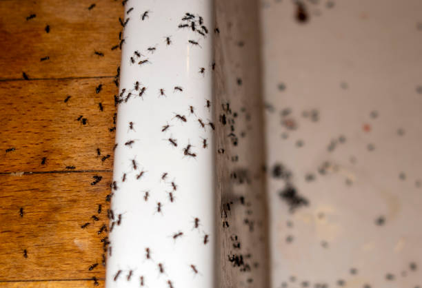 Wildlife Control Services in Privateer, SC